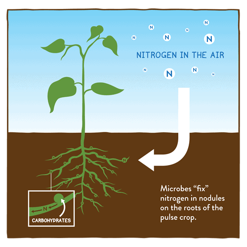diagram_plant_fixing_nitrogen